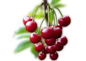 Посадка плодовых растений